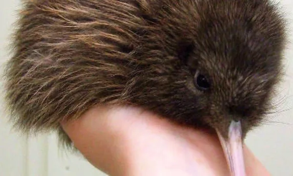 West Coast Wildlife Centre Entry - Day Pass