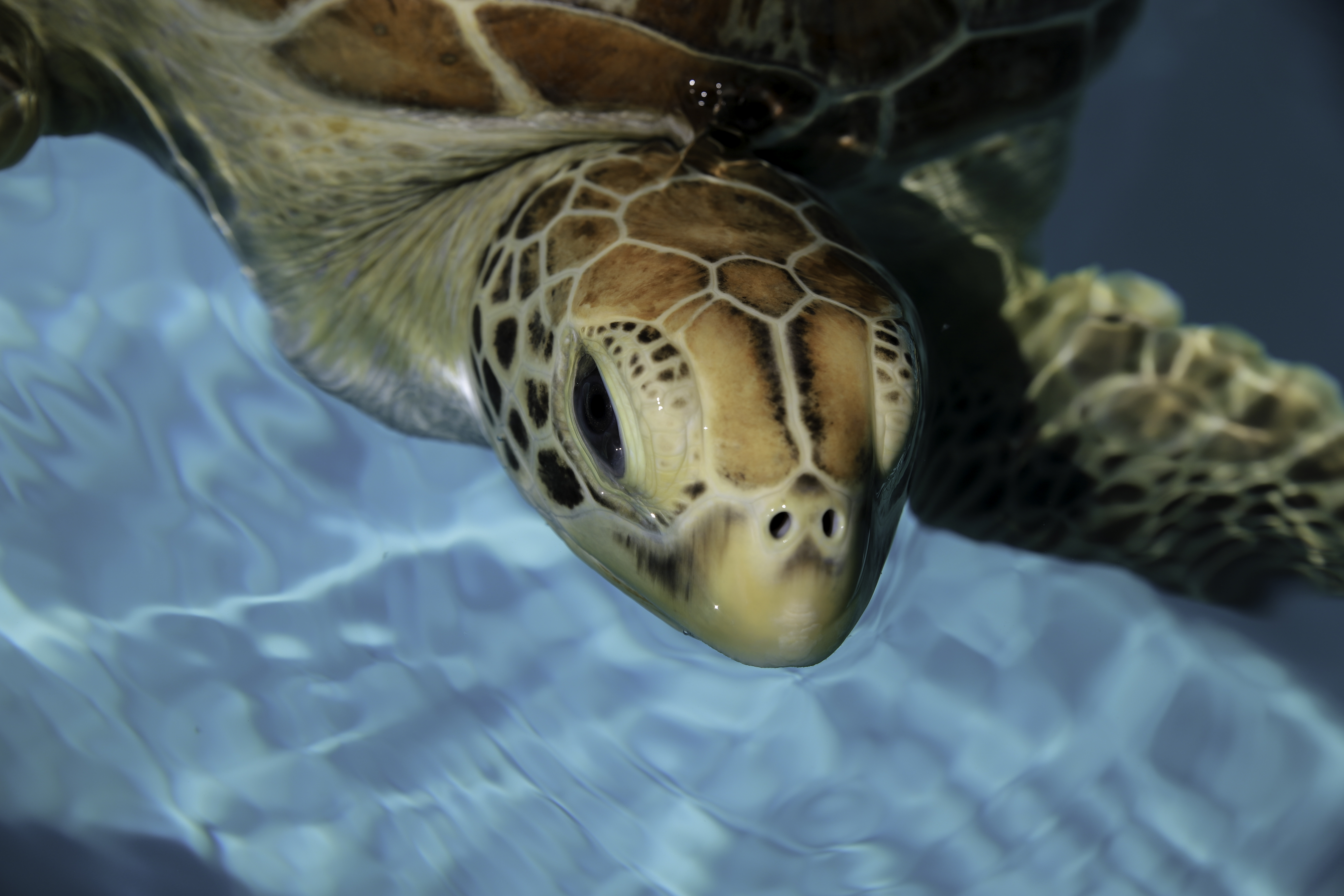 Eco Tour with Turtle Rescue Visit, 2 Hours - Whitsundays