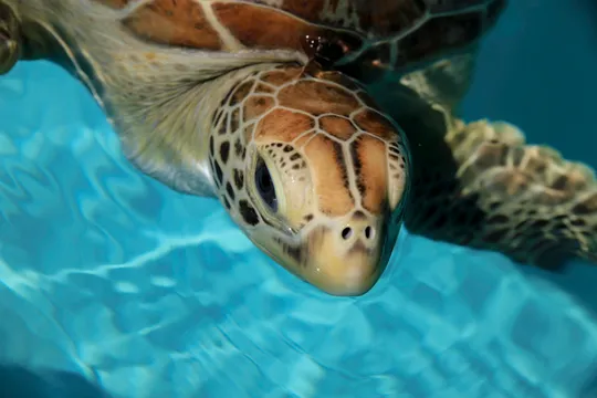 Eco Tour with Turtle Rescue Visit, 2 Hours - Whitsundays