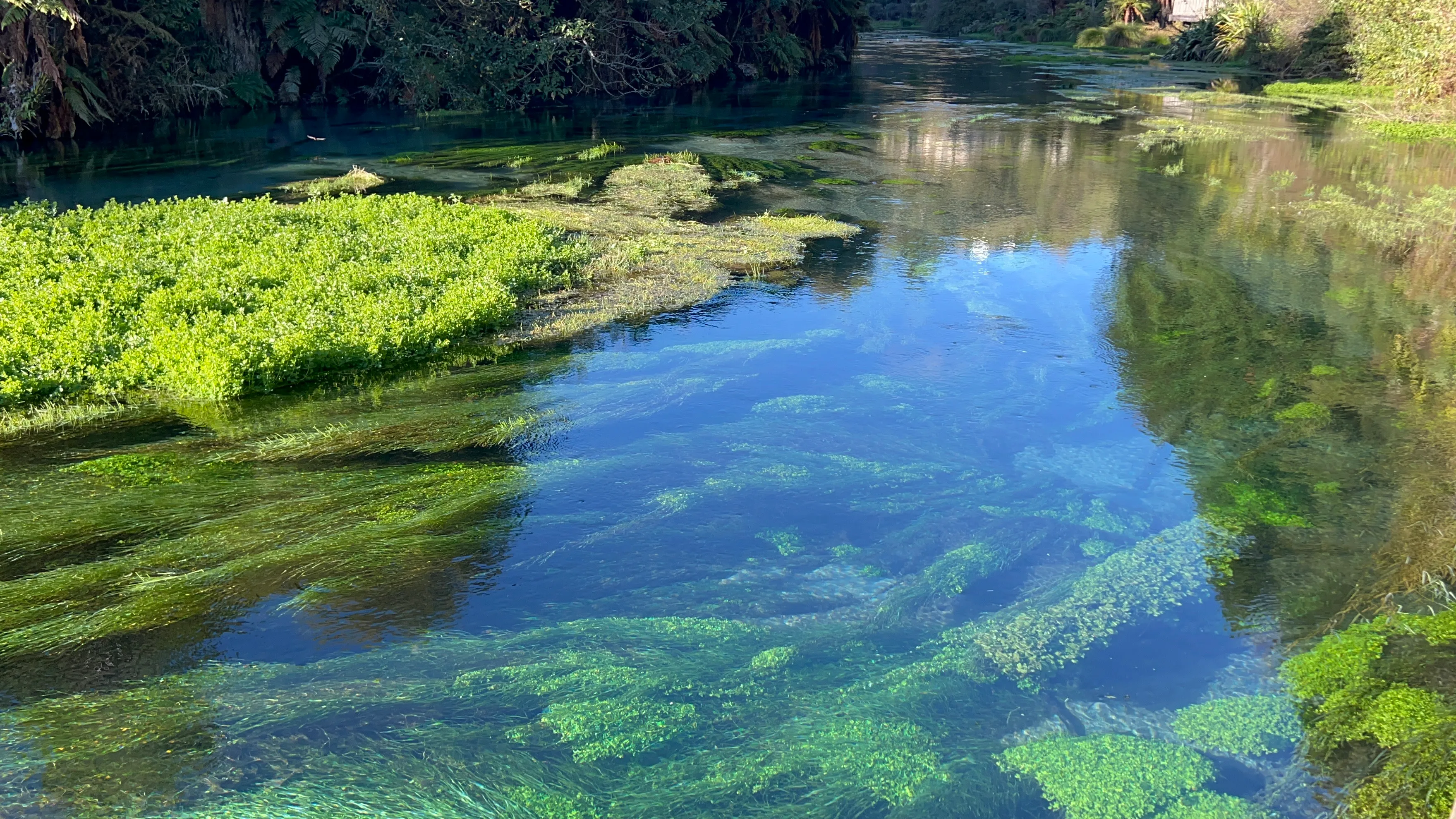 Wai-O-Tapu, Redwood & Blue Springs Tour | Everything New Zealand-2