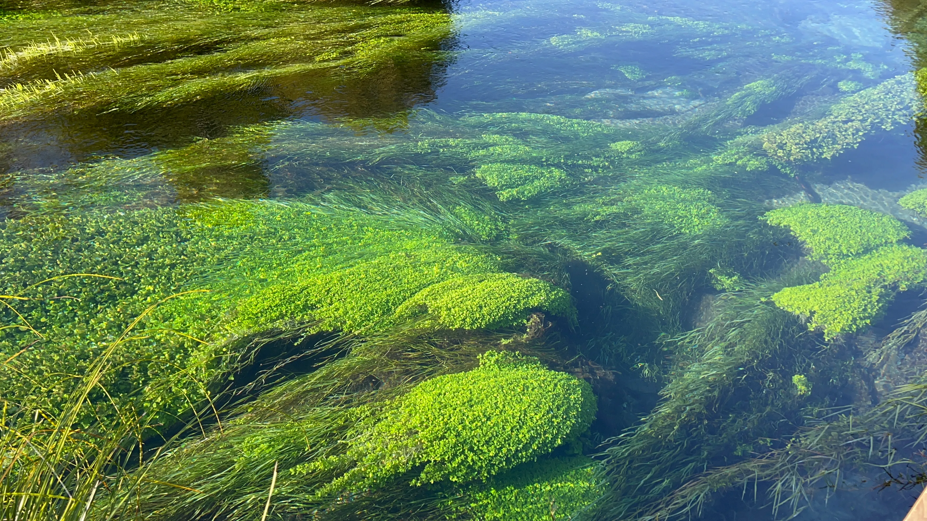Wai-O-Tapu, Redwood & Blue Springs Tour | Everything New Zealand-4