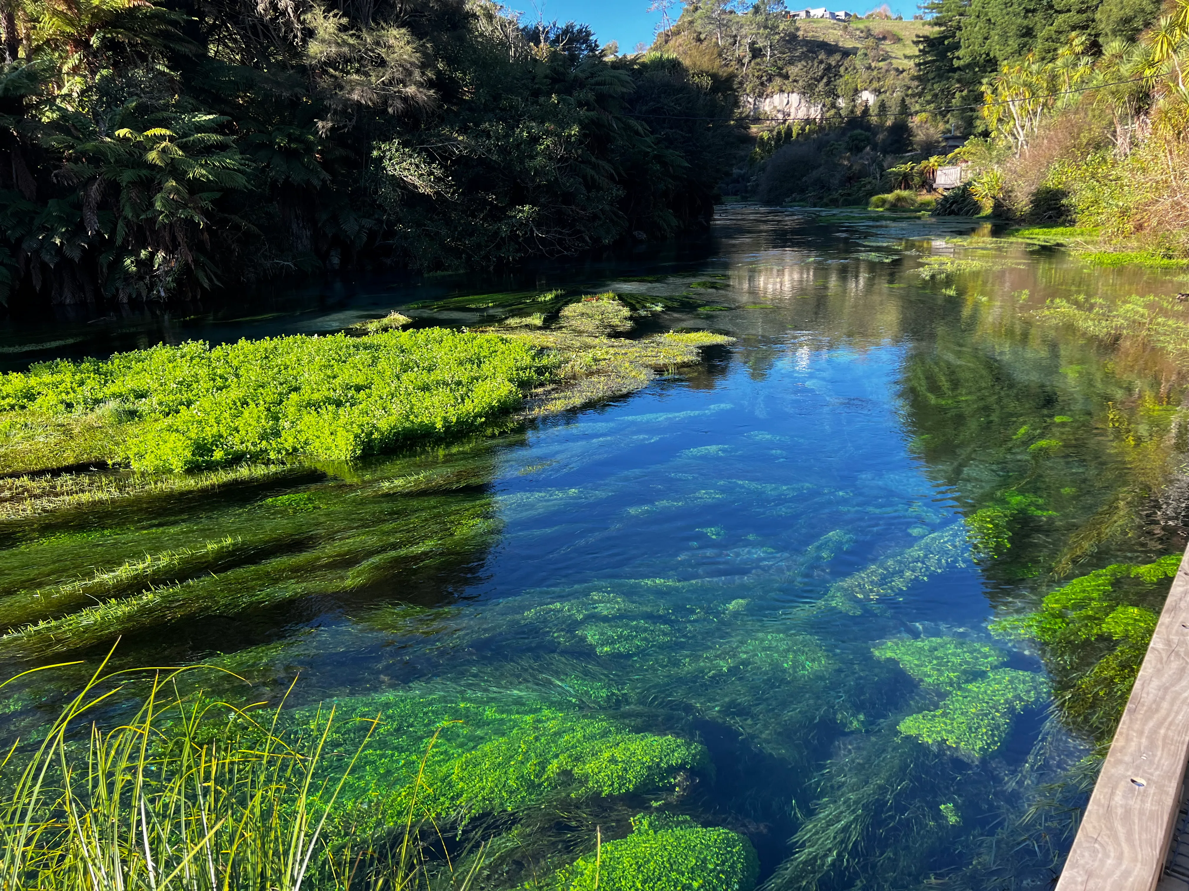 Wai-O-Tapu, Redwood & Blue Springs Tour | Everything New Zealand-5