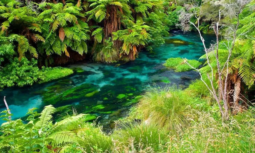 Wai-O-Tapu, Redwood & Blue Springs Tour | Everything New Zealand