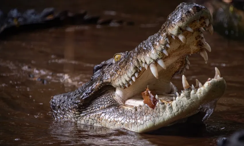 Marineland Melanesia Crocodile Habitat Entry | Experience Oz