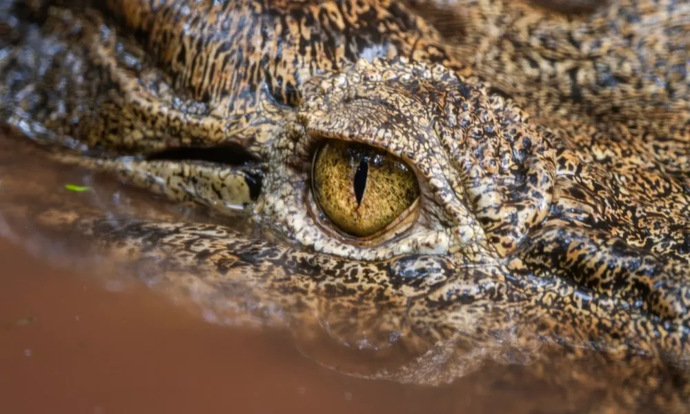 Marineland Melanesia Crocodile Habitat Entry | Experience Oz-2
