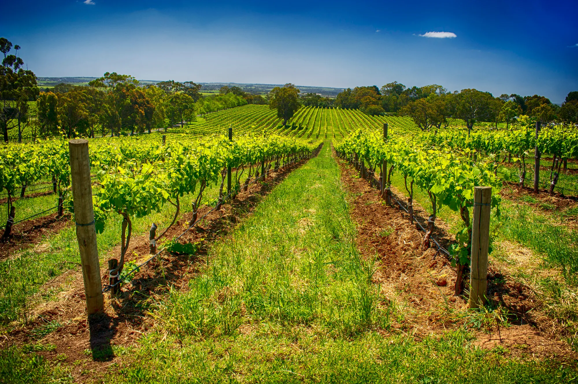 Adelaide Hills, Hahndorf & McLaren Vale Tour | Experience Oz-4