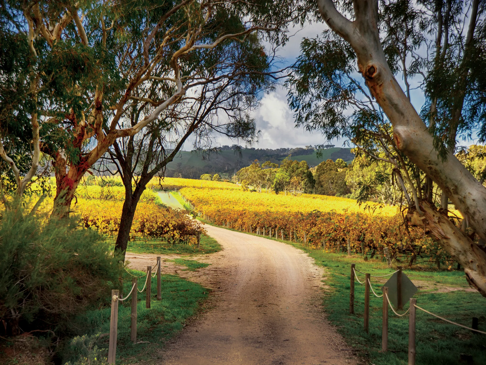 McLaren Vale Wine Tasting & Lunch Tour - Full Day | Experience Oz-2