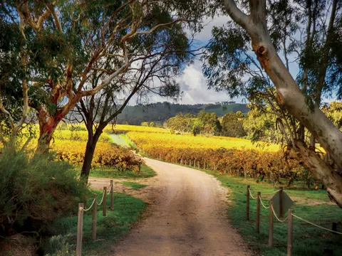 McLaren Vale Wine Tasting & Lunch Tour - Full Day