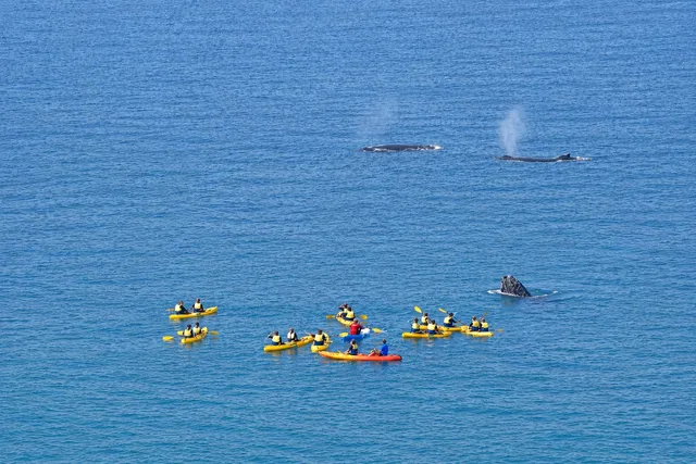 Ocean Kayaking & 4WD Adventure Double Island Point - Noosa