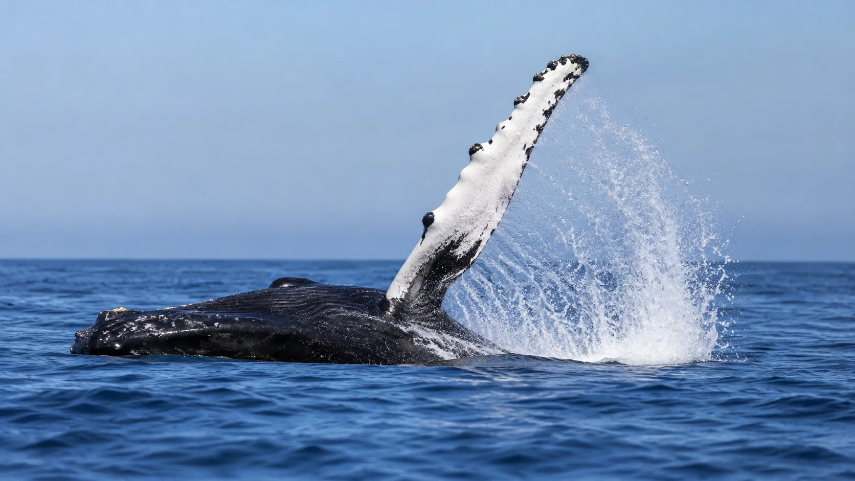 Townsville Whale Watching Cruise - 3 Hours | Experience Oz-2