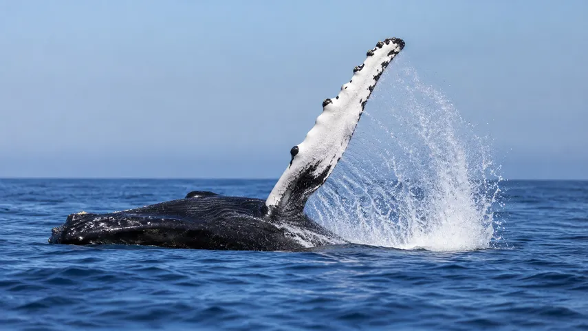 Townsville Whale Watching Cruise - 3 Hours | Experience Oz