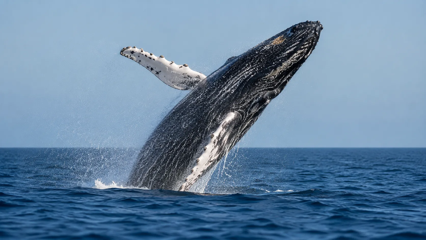 Townsville Whale Watching Cruise - 3 Hours | Experience Oz-1