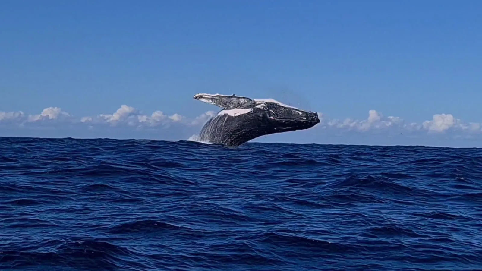 Townsville Whale Watching Cruise - 3 Hours | Experience Oz-3