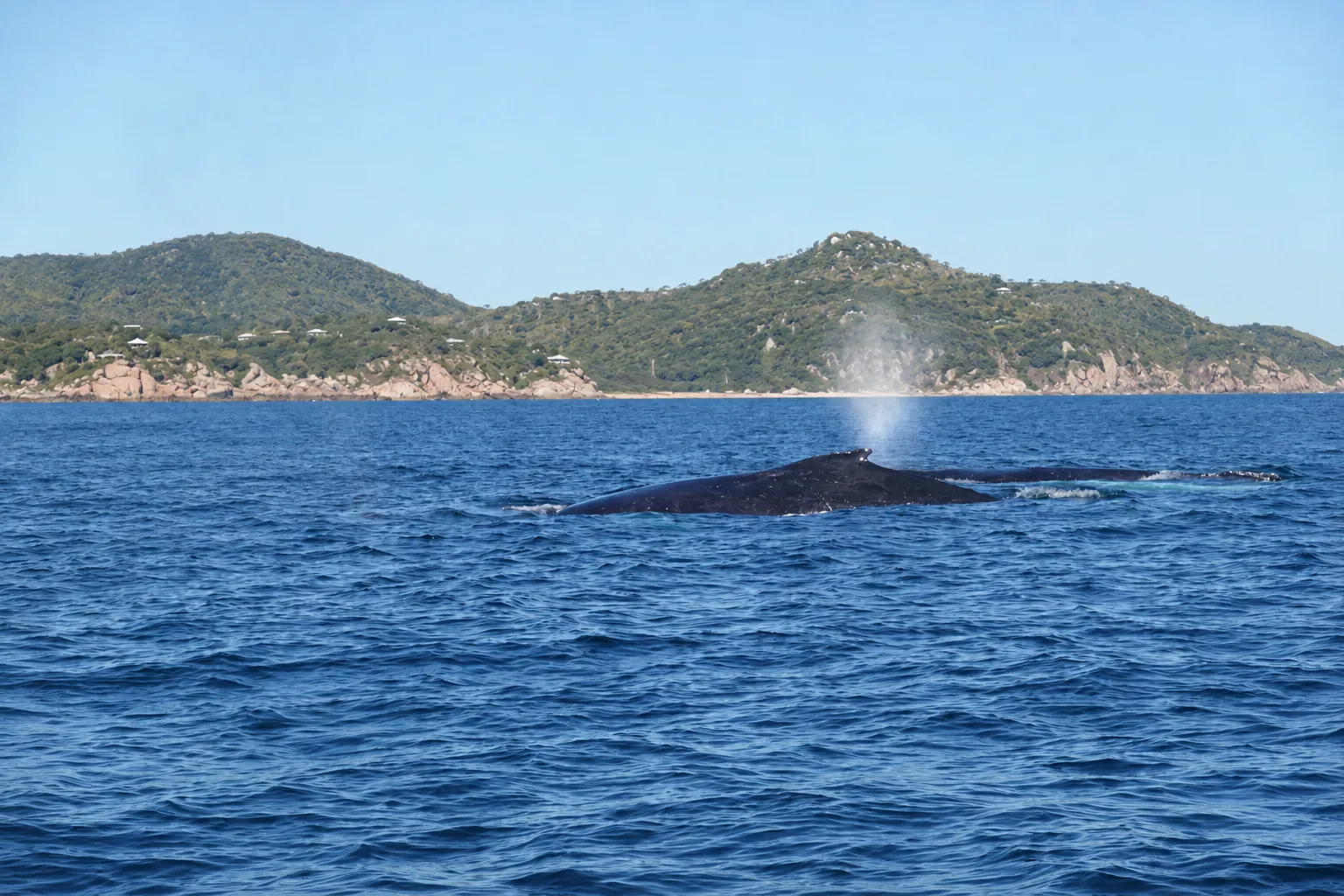 Townsville Whale Watching Cruise - 3 Hours | Experience Oz-4