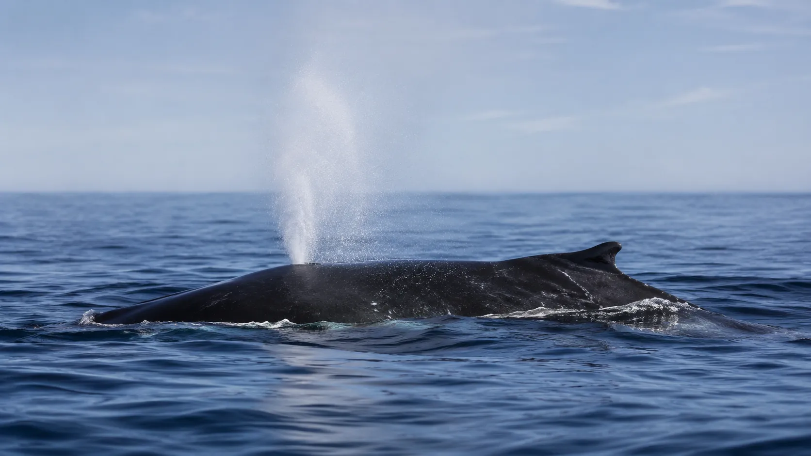Townsville Whale Watching Cruise - 3 Hours | Experience Oz-6