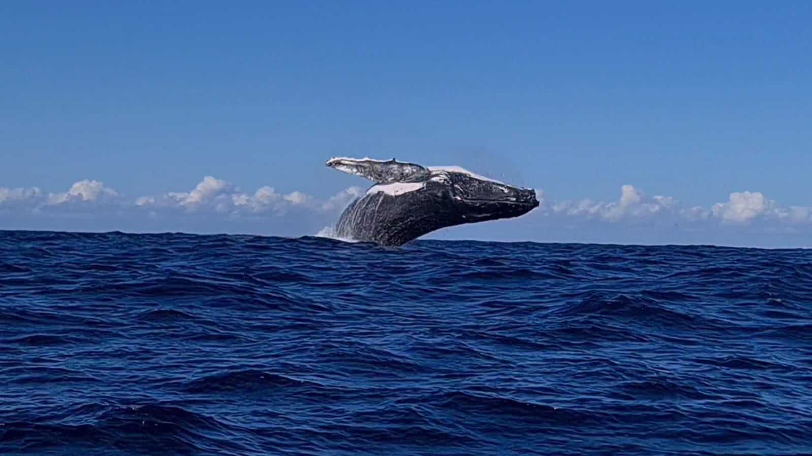 Whale Watching Cruise, 3 Hours - Townsville