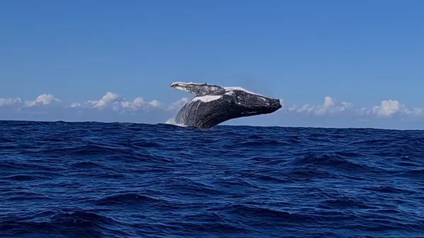 Whale Watching Cruise, 3 Hours - Townsville