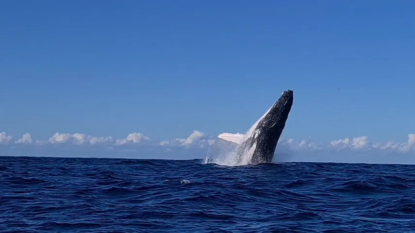Whale Watching Cruise, 3 Hours - Townsville