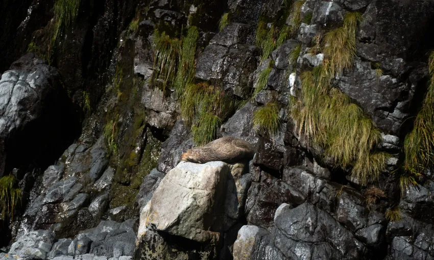 Milford Sound Cruise Day Trip from Queenstown | Experience Oz