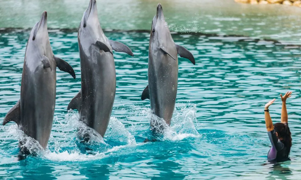 Gold Coast Theme Park Pass and Jet Boat - 5 Days | Experience Oz-13