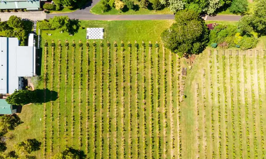 Wine Tour, Full Day in Tamborine Mountain - Gold Coast