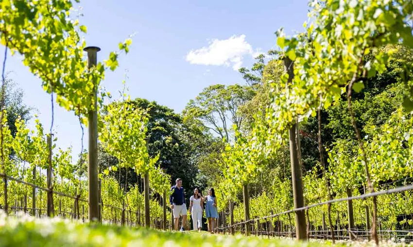 Wine Tour, Full Day in Tamborine Mountain - Gold Coast