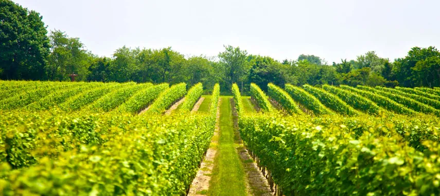 Wine Tour, Full Day in Tamborine Mountain - From Brisbane