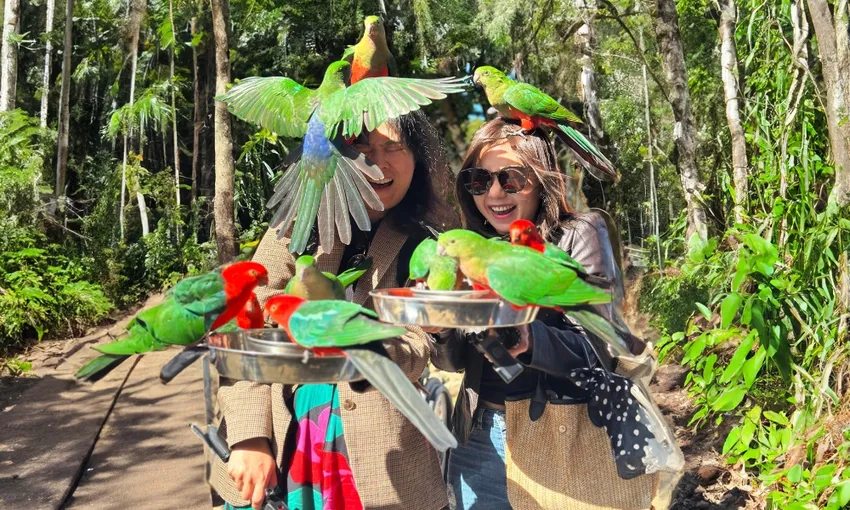 Rainforest Canopy Walk & Winery Visit, Full Day - Gold Coast