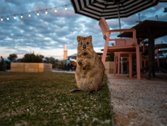 Rottnest Island 2 Course Lunch at Pinky's | Experience Oz