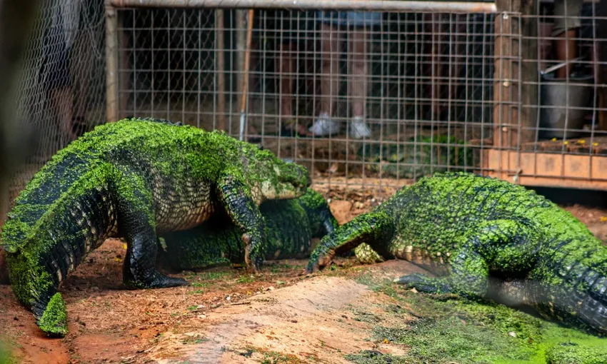 Broome Crocodile Feeding Tour with Park Entry and Transfers | Experience Oz
