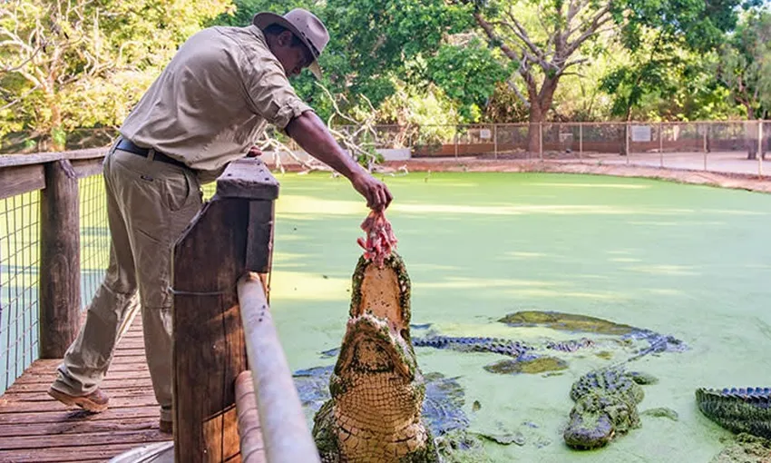 Broome Crocodile Feeding Tour with Park Entry and Transfers | Experience Oz