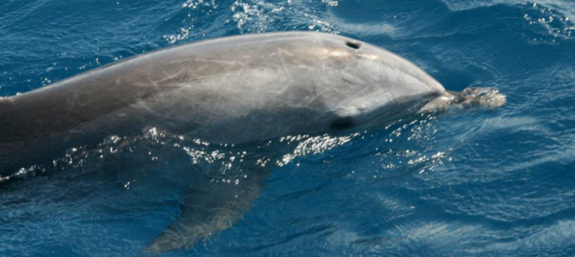 Dolphin Safari Cruise, 90 Minutes - Noosa