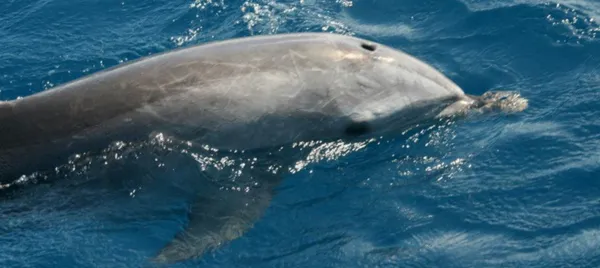Dolphin Safari Cruise, 90 Minutes - Noosa