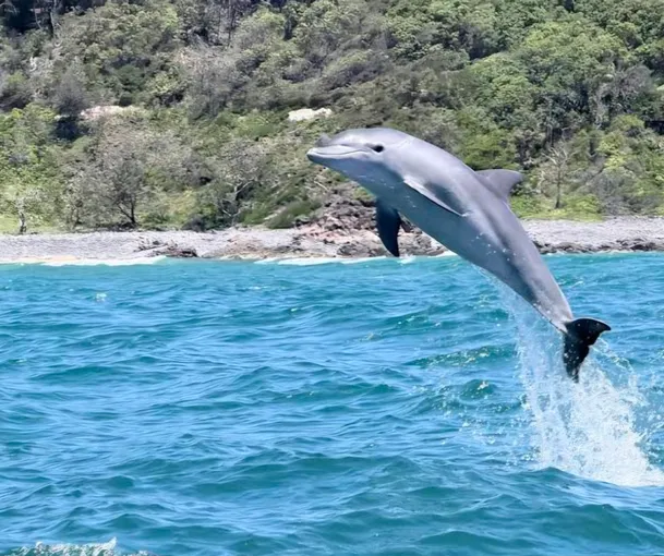 Dolphin Safari Cruise, 90 Minutes - Noosa