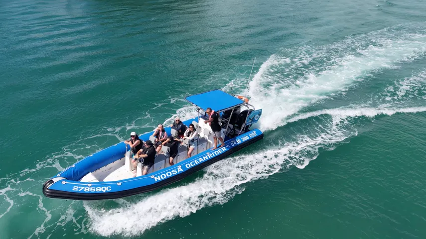Dolphin Safari Cruise, 90 Minutes - Noosa