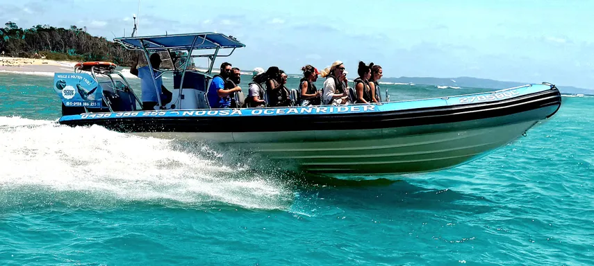 Dolphin Safari Cruise, 90 Minutes - Noosa