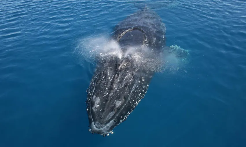 Humpback Whale Watching Cruise, 2 Hours - Noosa