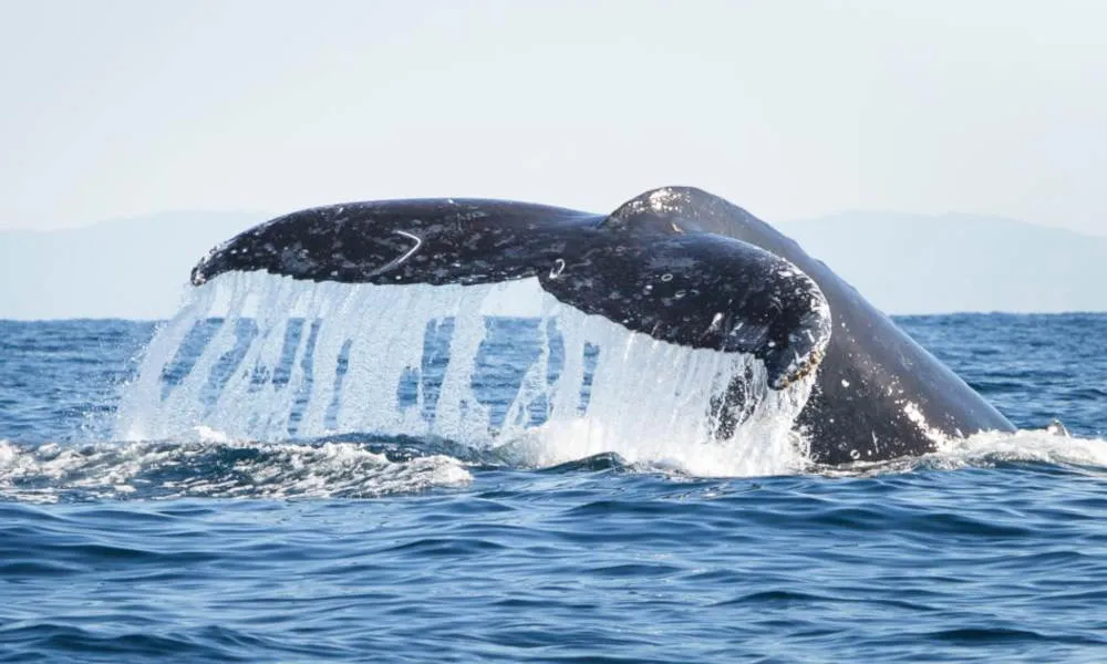 Noosa Humpback Whale Watching Cruise - 2 Hours | Experience Oz-4