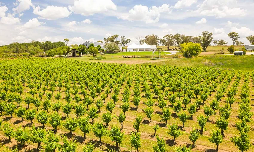 Hunter Valley Wine Tasting Tour with Lunch – From Sydney