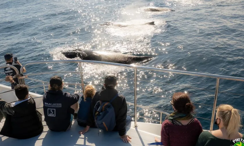 Gold Coast Whale Watching Cruise - 2.5 Hours | Experience Oz