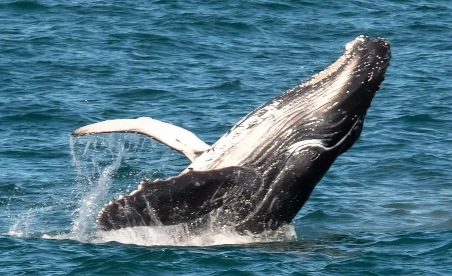 Gold Coast Whale Watching Cruise - 2.5 Hours | Experience Oz-5