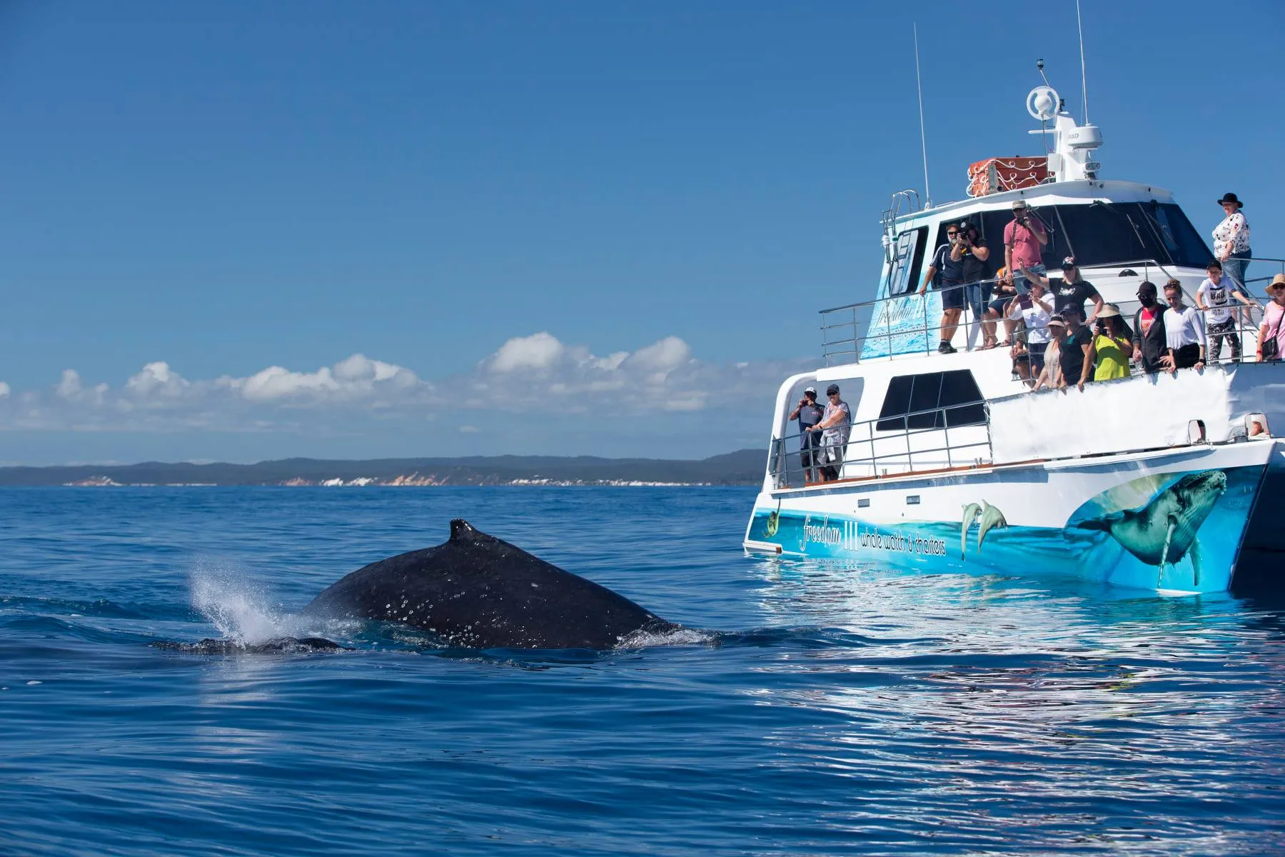 Hervey Bay Whale Escape - Luxury Full Day Whale Watching Cruise