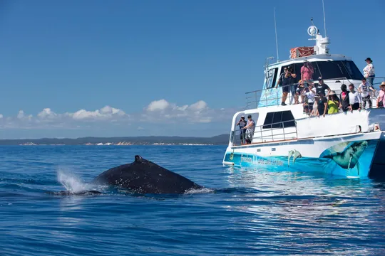 Hervey Bay Whale Escape - Luxury Full Day Whale Watching Cruise