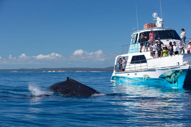 Hervey Bay Whale Escape - Luxury Full Day Whale Watching Cruise | Experience Oz