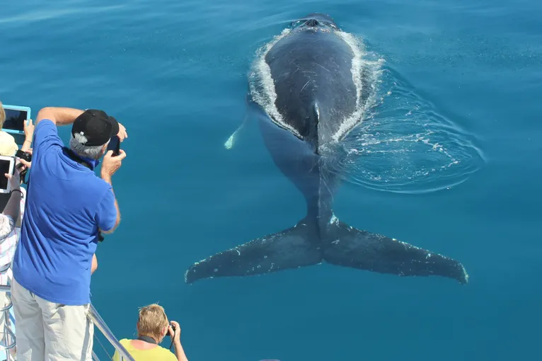Hervey Bay Whale Escape - Luxury Full Day Whale Watching Cruise | Experience Oz