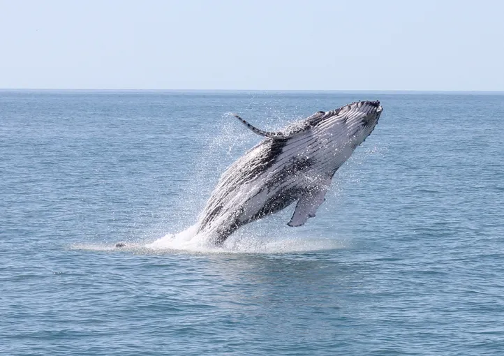 Hervey Bay Whale Escape - Luxury Full Day Whale Watching Cruise | Experience Oz