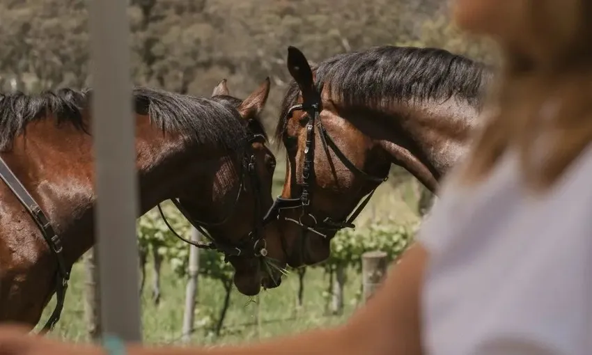 Horse Trail Ride & Wine Tasting, For 2 – Adelaide Hills