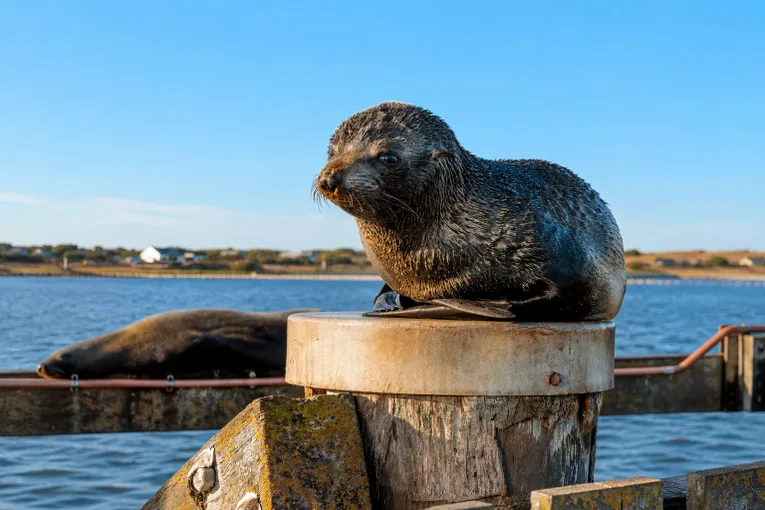 Goolwa Murray Mouth Scenic Cruise - 90 Minutes | Experience Oz