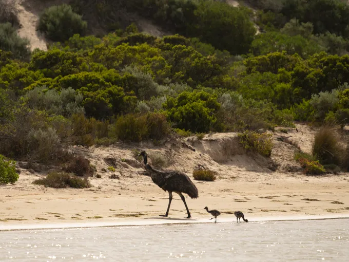 Goolwa Murray Mouth Scenic Cruise - 90 Minutes | Experience Oz