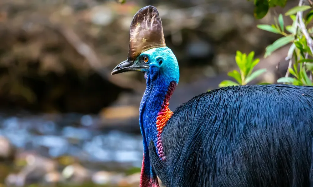Mossman Gorge Kuku Yalanji Cultural Walk | Experience Oz-2